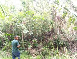 Diduga Tidak Layak, Kejaksaan Kolut Bidik Pengadaan Lahan TPU Senilai Rp700 Juta