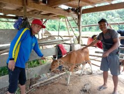 Tingkatkan Kesejahteraan Masyarakat,Kades Amboniki Salurkan Sapi Bantuan