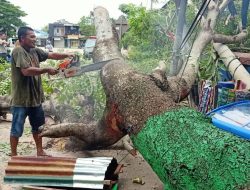 Pohon Besar di Baubau Tumbang, Hantam Motor Serta Robohkan Tiang PLN