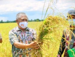 Panen Gabah 9 hingga 13 Ton per Hektar, Bukti Pemda Konawe Ciptakan Petani Berdasi