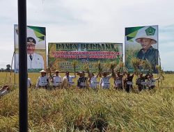 Bupati Konawe Hadiri Panen Perdana IP 300.