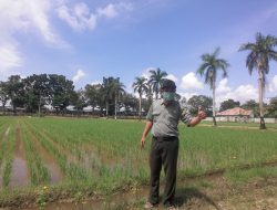 Atasi Stunting, Balitbang Sultra Di Konawe Kembangkan Padi Inpari Nutri Zinc