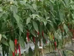 Sayur Desa Unaasi Jaya Kecamatan Abuki Jadi “Primadona” Pasar Di Kendari