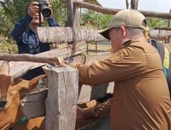 Harmin Ramba Tinjau Pelaksanaan Vaksinasi PMK Di Tuoy