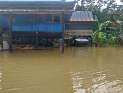 Puluhan Hektar Sawah Dan Rumah Didesa Anggoro Terendam Air