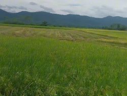 Pemdes Nambeaboru Akan Membangun JUT untuk Membantu Masyarakat Petani