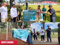 Disaksikan Bupati Konawe, PT. SCM Salurkan Bantuan Sapi Kurban